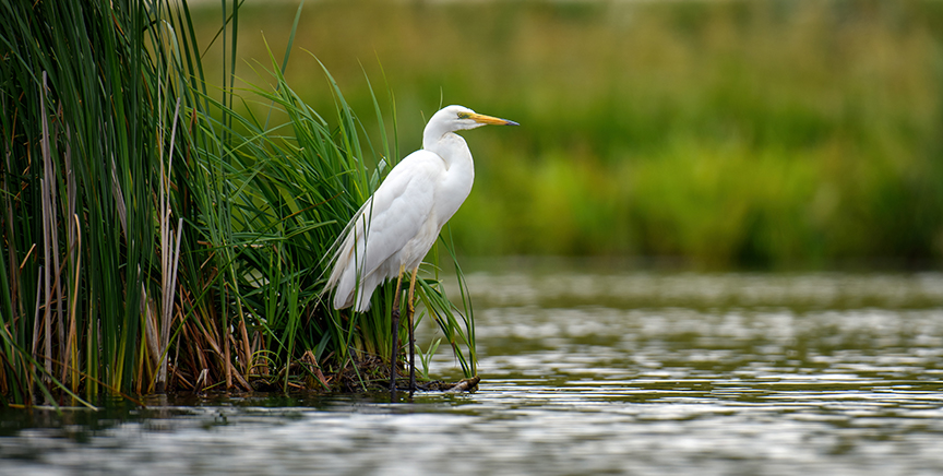 wildlife restoration